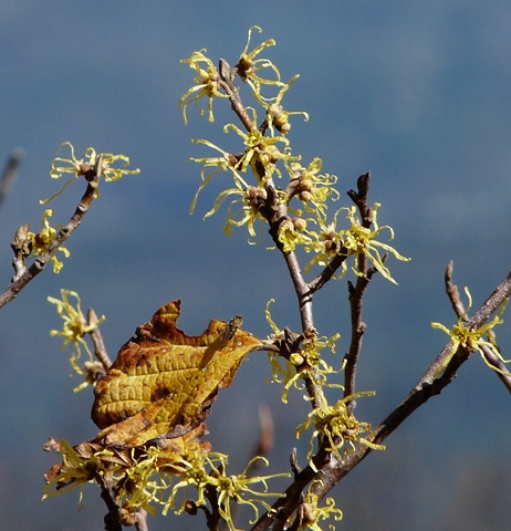 {Hamamelis virginiana}